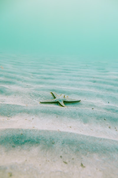 白天水下沙滩上的白海星